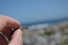 Pachydactylus geitje