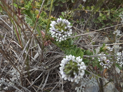 Psoralea bracteolata