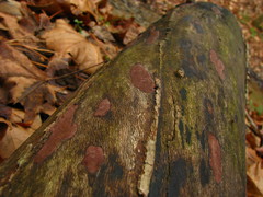 Hypoxylon hypomiltum