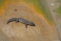Pachydactylus geitje
