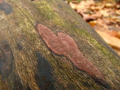 Hypoxylon hypomiltum