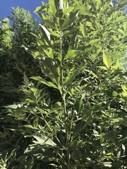 Buddleja sessiliflora