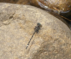 Eusynthemis brevistyla