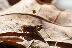 Melanoplus viridipes