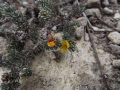 Aspalathus candidula