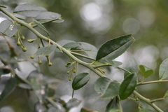 Prinsepia scandens