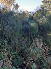 Cyperus papyrus
