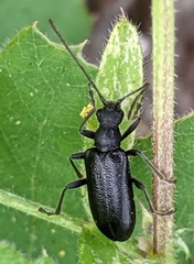 Cortodera