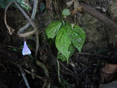Mazus dentatus