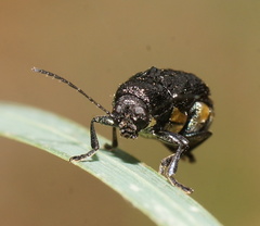 Aporocera scabrosa