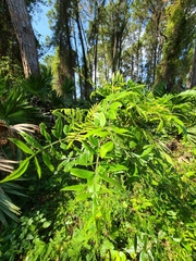 Rhus copallina image