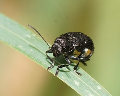 Aporocera scabrosa