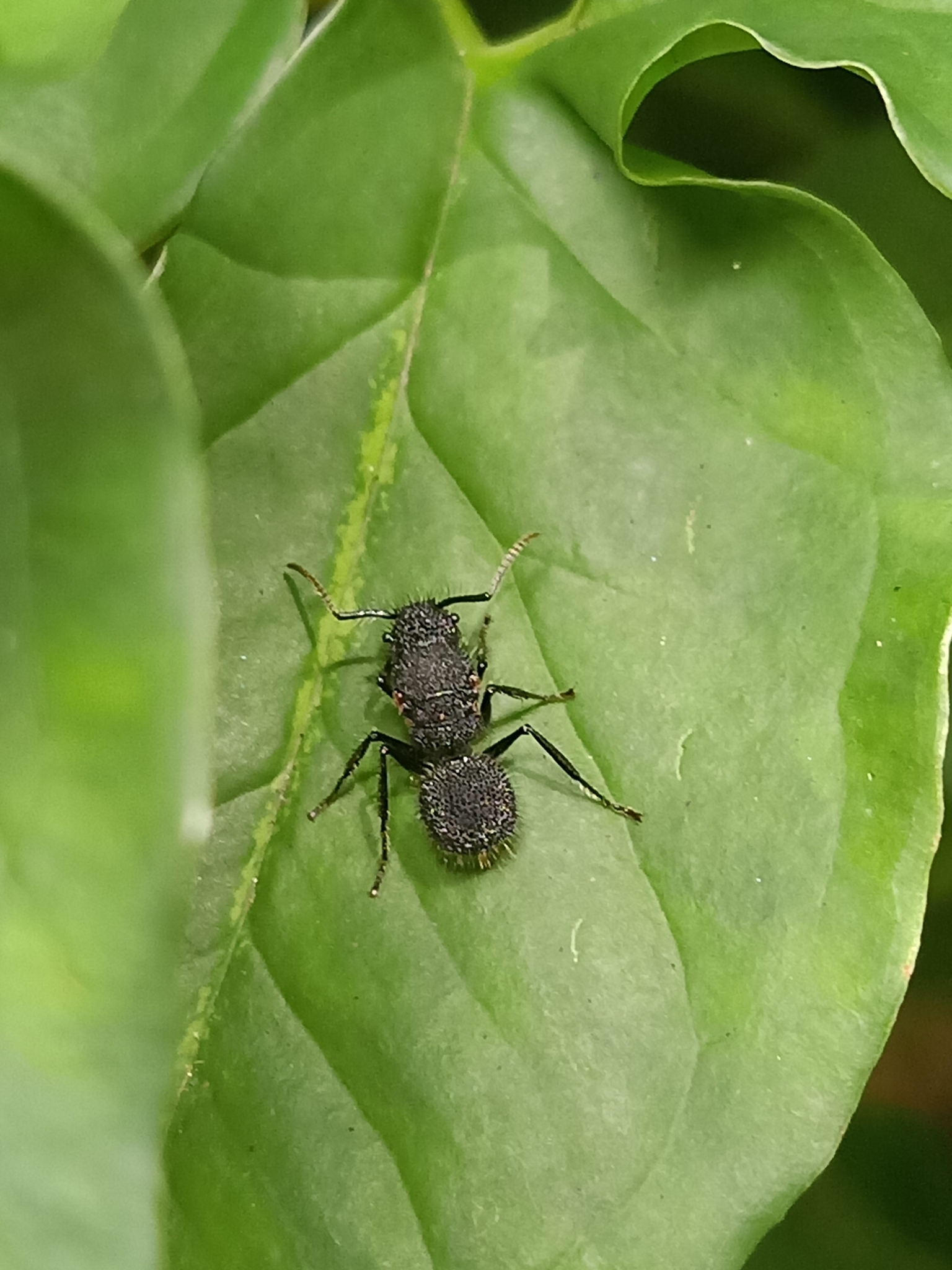 Echinopla melanarctos