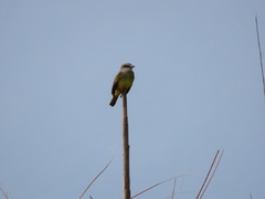 Tyrannus melancholicus