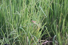 Sporophila crassirostris