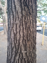Tabebuia rosea