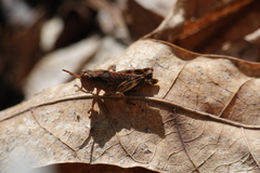 Melanoplus viridipes