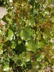 Populus deltoides wislizenii
