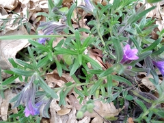 Glandora diffusa