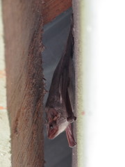 Taphozous mauritianus