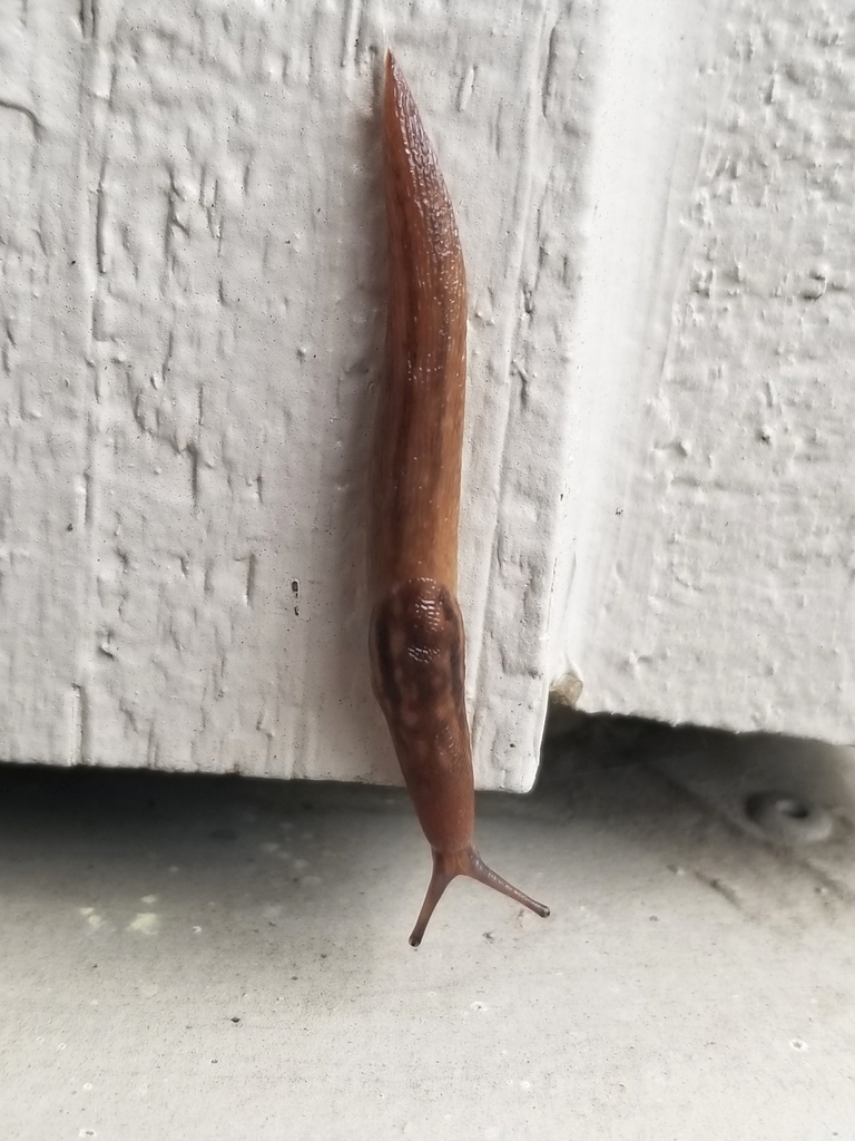 Tree Band Slugs Threeband Slugs from Eugene, OR 97401, USA on May 1, 2021 at 09:29 AM ...