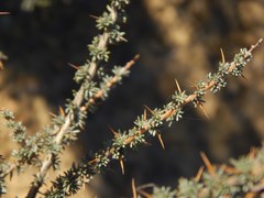 Aspalathus acanthophylla