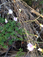 Oxalis dentata