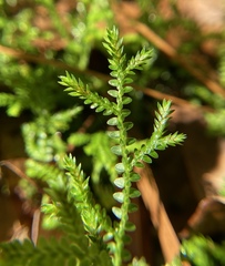 Selaginella apoda