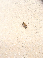 Apis mellifera