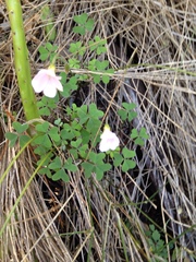 Oxalis dentata