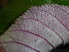Streptocarpus saundersii