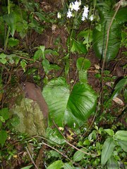 Streptocarpus saundersii