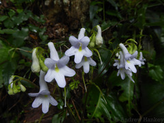 Streptocarpus saundersii