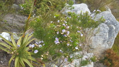 Psoralea ivumba