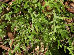 Selaginella apoda