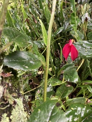 Masdevallia coccinea