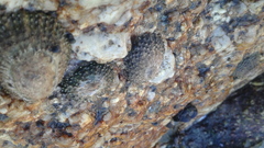 Scutellastra granularis