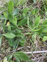 Pilosella aurantiaca