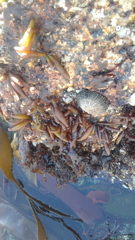 Scutellastra granularis