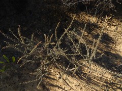 Aspalathus acanthophylla