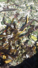 Laminaria pallida