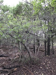 Quercus sinuata breviloba