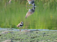 Charadrius semipalmatus