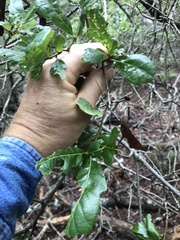 Quercus sinuata breviloba