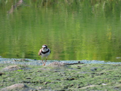 Charadrius semipalmatus