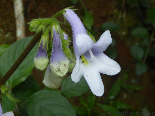 Streptocarpus saundersii