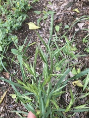 Bromus lanceolatus