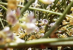 Carmichaelia australis