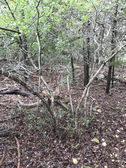 Quercus sinuata breviloba