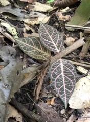 Echites rubrovenosus